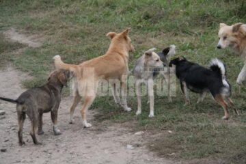 Gestionarea câinilor fără stăpân va fi concesionată la o firmă sau o fundație