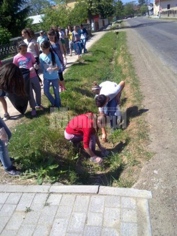 Voluntarii de la Dumbrăveni