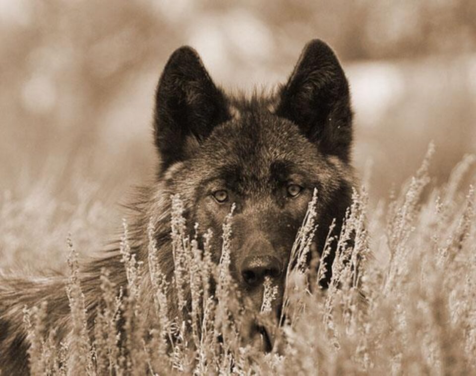 Lup, 16 mai Lup, 16 mai