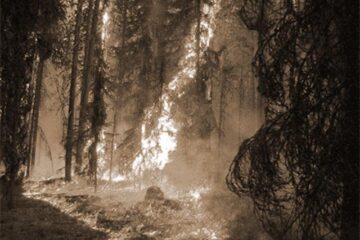 FOC ÎN PĂDURE