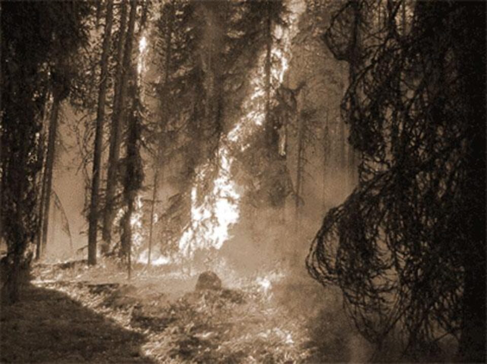 FOC ÎN PĂDURE