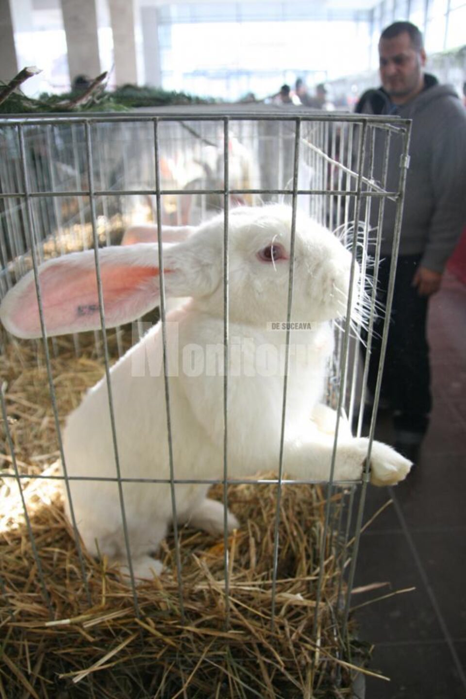 Târg de porumbei, găini și iepuri, în piața agroalimentară din Ițcani