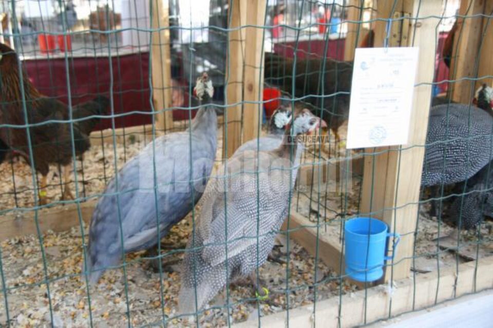 Târg de porumbei, găini și iepuri, în piața agroalimentară din Ițcani