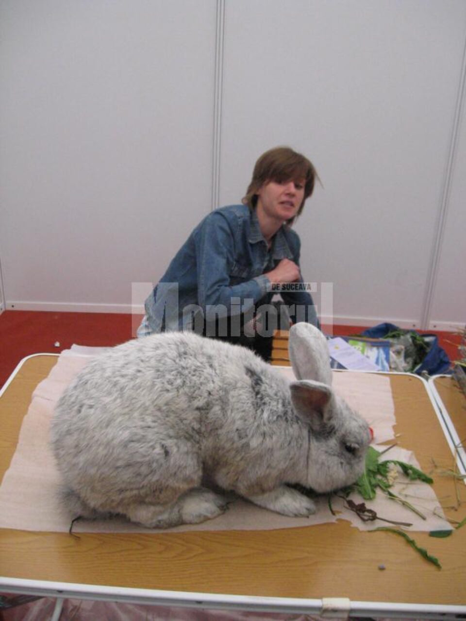 Argintiul francez - un iepure îndrăgit de majoritatea vizitatorilor