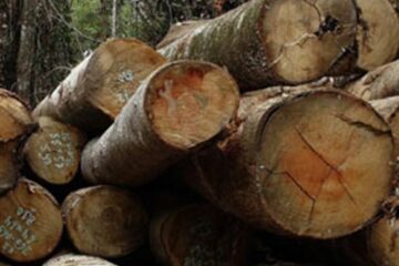 „Întrecerea socialistă în sectorul forestier”