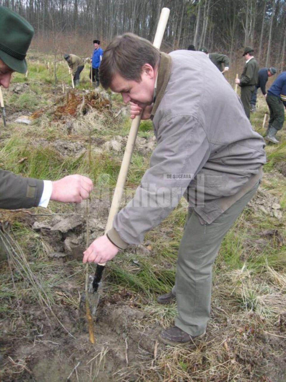 Sorin Ciobanu, șeful Directiei Silvice, plantând arbori la Pătrăuți