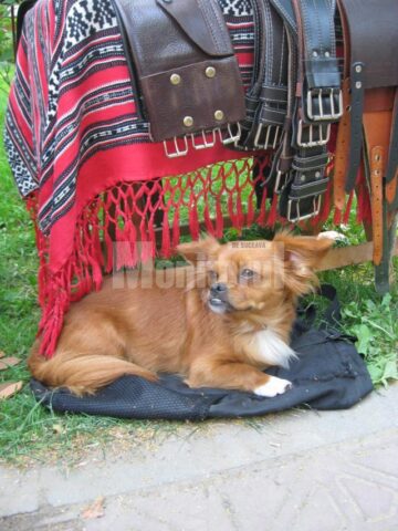 Târgul de Sânziene