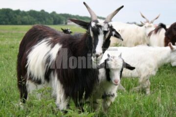 Inspectorii APIA, controale în teren pentru a număra oile și caprele celor care cer subvenții