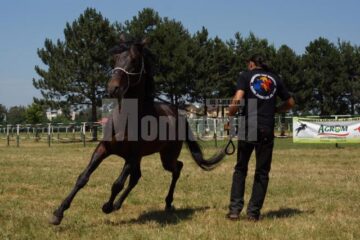 Denis Ștefan a făcut la Rădăuți o impresionantă demonstrație de tras cu arcul din goana calului