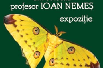 Fluturi exotici din colecția profesorului Ioan Nemeș