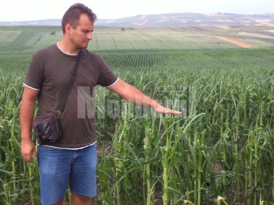 Porumb distrus de grindină