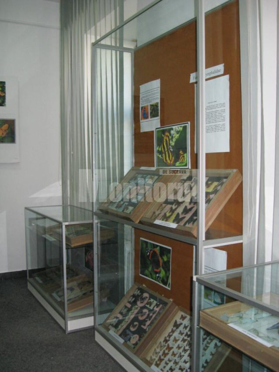 Expoziție de fluturi exotici