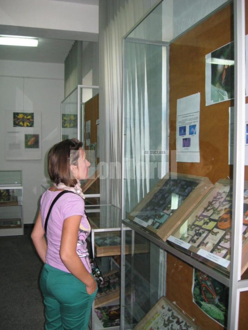 Expoziție de fluturi exotici