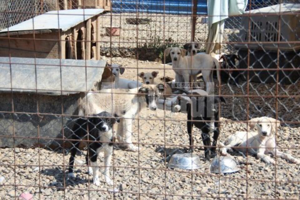 În adăpostul primăriei se află acum 1.100 de câini adunați de pe străzi