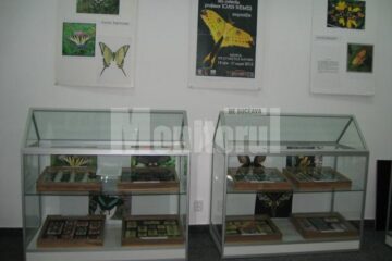 Expoziție de fluturi exotici