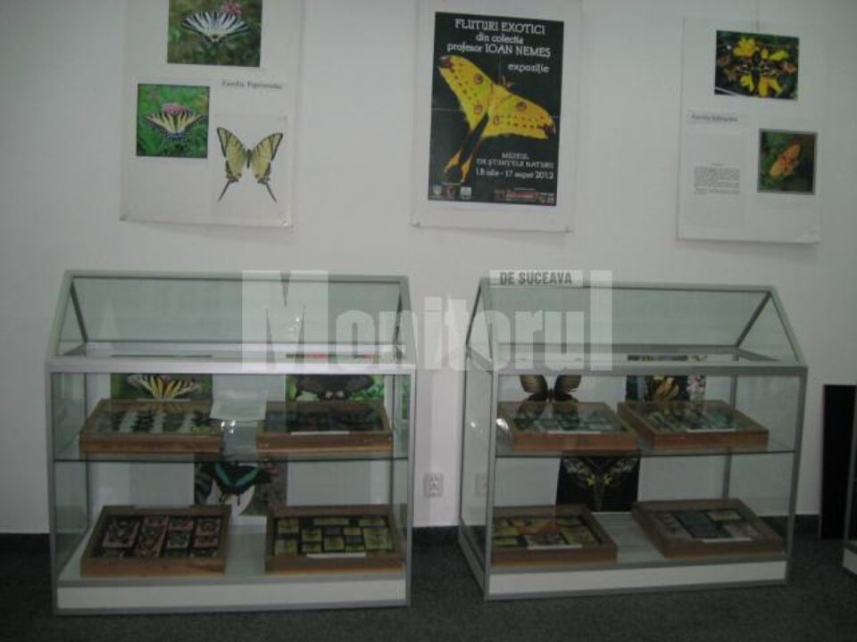 Expoziție de fluturi exotici