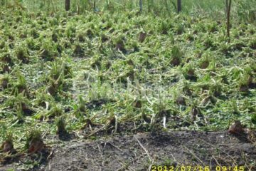 Culturi distruse la Vicșani