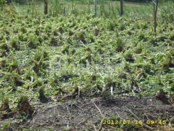 Aproape 7% din terenul agricol al județului, afectat de grindină