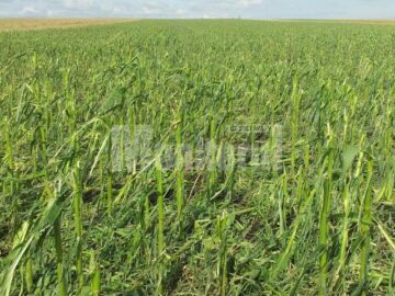 Aproape 7% din terenul agricol al județului, afectat de grindină