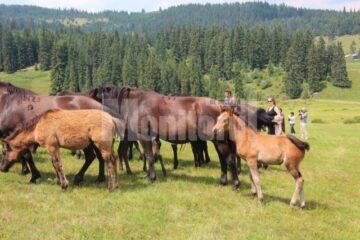 Comoara de la Lucina, patria calului huțul