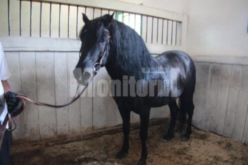 Comoara de la Lucina, patria calului huțul