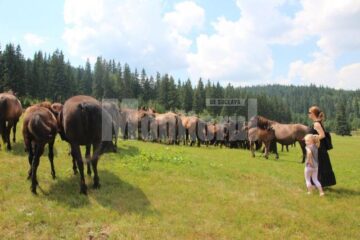 Comoara de la Lucina, patria calului huțul