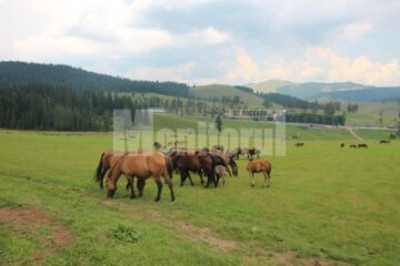 Comoara de la Lucina, patria calului huțul