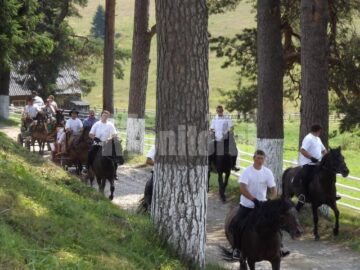 Caii huțuli, folosiți la călărit și la tragerea atelajelor