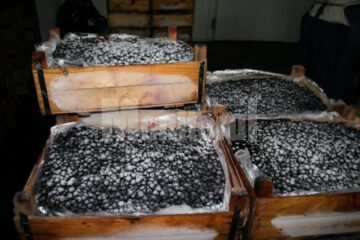 Afine congelate la -37 de grade Celsius