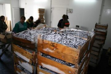 Afine congelate la -37 de grade Celsius