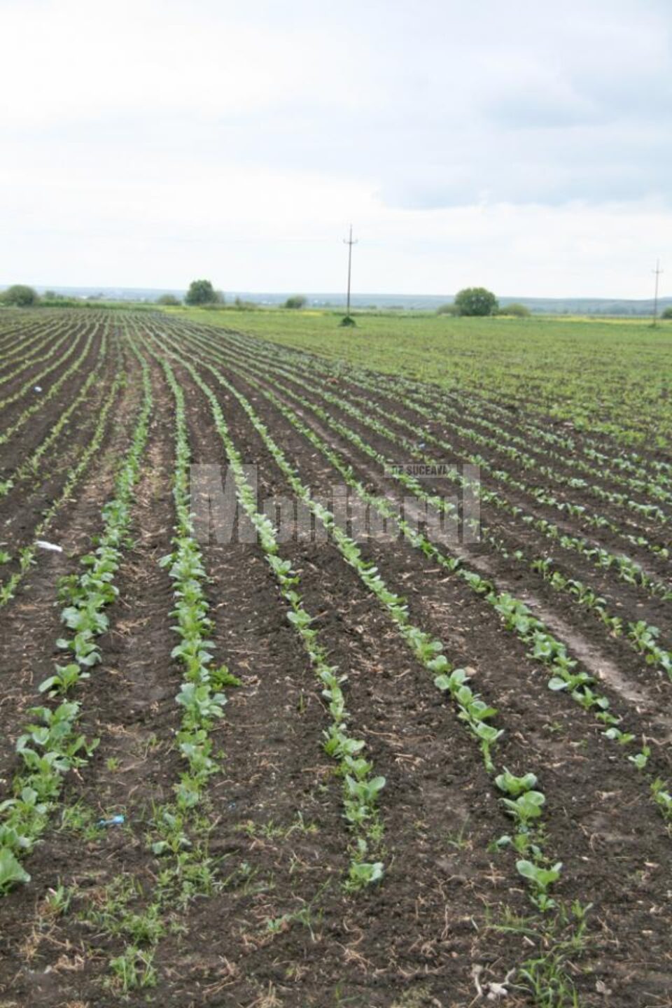 Seceta va înjumătăți producția agricolă din județul Suceava