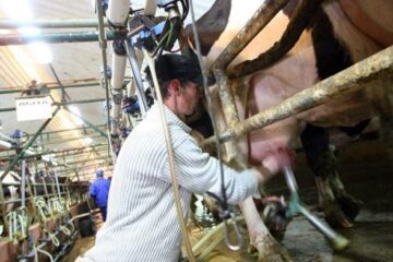 Cele mai multe locuri sunt pentru lucrători calificați în ferme de creștere a animalelor în Danemarca. Foto: adevărul.ro