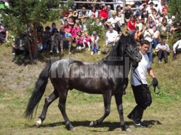 Frumoasele iepe huțule de la Herghelia Lucina