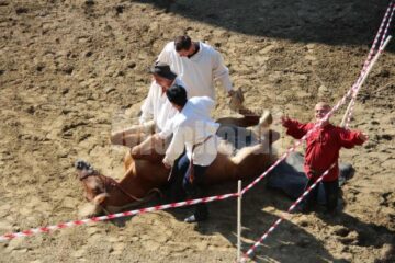 Show cu cai în Șantul de aparare al Cetății