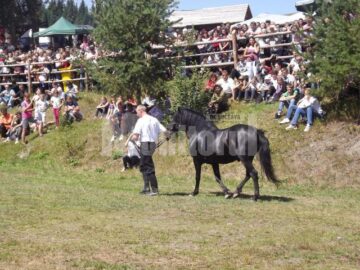 Frumoasele iepe huțule de la Herghelia Lucina