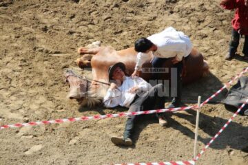 Show cu cai în Șantul de aparare al Cetății