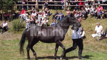 Frumoasele iepe huțule de la Herghelia Lucina