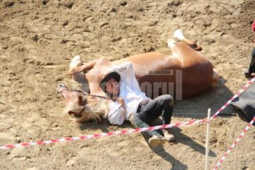 Show cu cai în Șantul de aparare al Cetății