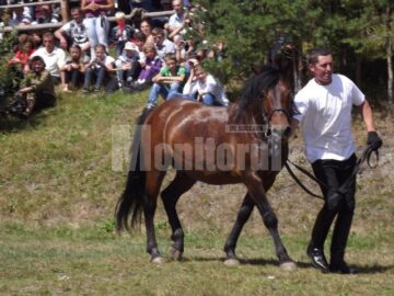 Frumoasele iepe huțule de la Herghelia Lucina