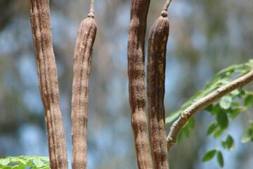 Fiecare parte din Moringa oleifera este comestibilă