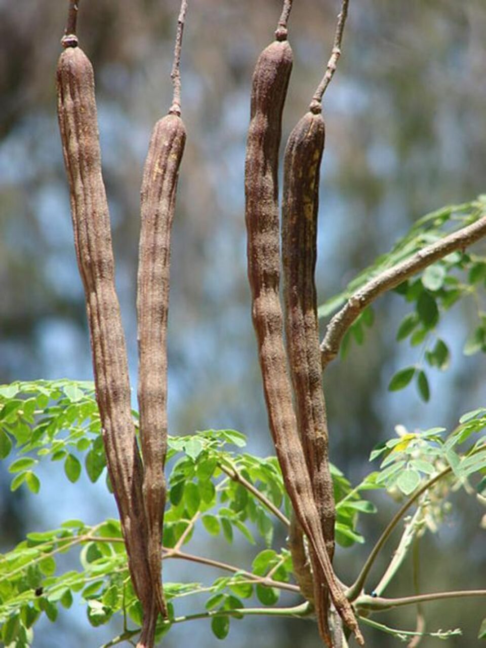 Fiecare parte din Moringa oleifera este comestibilă