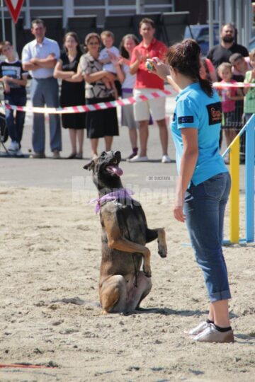 Demonstrația de dresaj canin de la Shopping City Suceava