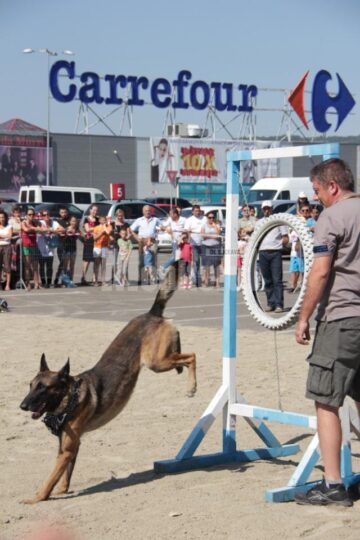 Demonstrația de dresaj canin de la Shopping City Suceava