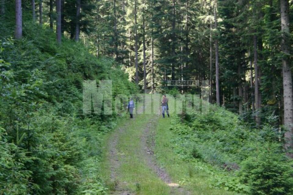 Angajat în probe la un gater, prins la furat lemne din pădure