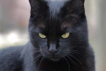 „Mâța, care era în casă...”
