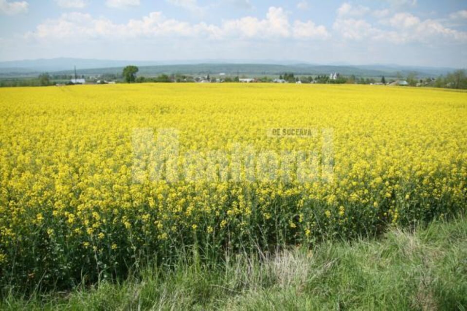 Agricultorii care doresc să încaseze ajutor financiar pentru practicarea agriculturii în sistem ecologic mai au la dispoziție încă două săptămâni Agricultorii care doresc să încaseze ajutor financiar pentru practicarea agriculturii în sistem ecologic mai au la dispoziție încă două săptămâni