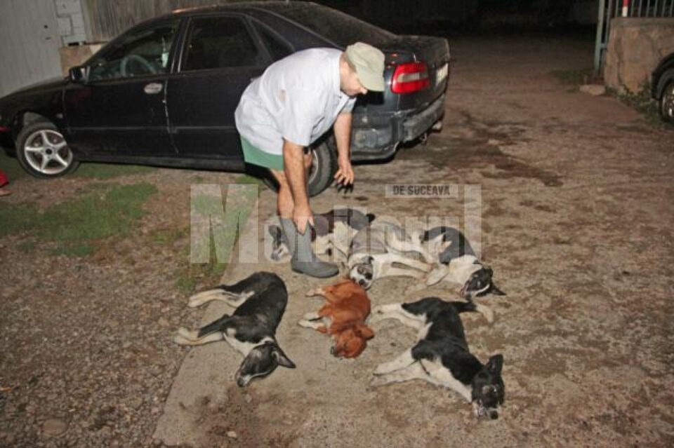Scene de groază cu câini morți, miercuri seara, pe strada Petru Rareș din Suceava