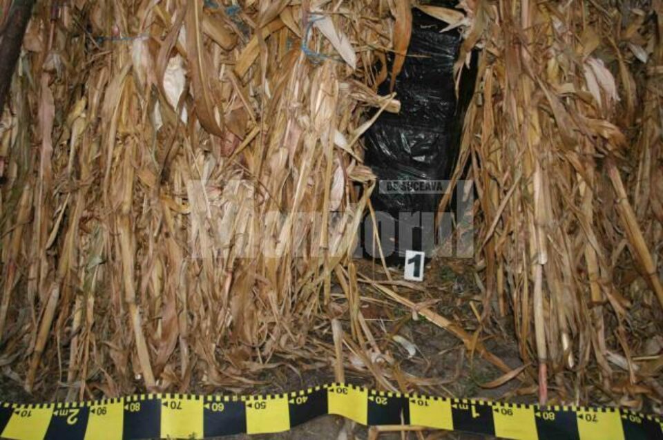 Țigări de contrabandă, cărate cu scuterul și ascunse în gluga de coceni