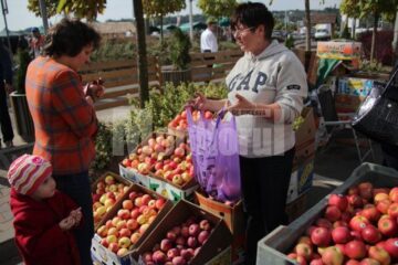 Producătorii de mere din zona Fălticeni au venit cu o ofertă extrem de bogată