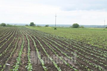 Program prelungit tot weekendul, la preluarea cererilor de subvenții pentru calamități
